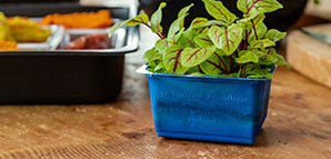 ANL Packaging blue cress tray for agriculture ANL Packaging blue cress tray for agriculture